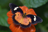 Affordable-Psychotherapy-Toronto